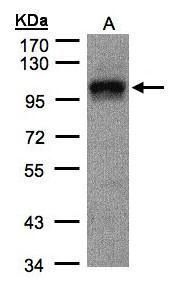DAP5 antibody