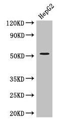 DAPK3 Antibody