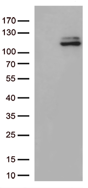 DAPP1 Antibody