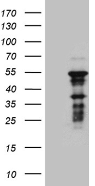 DAPP1 Antibody