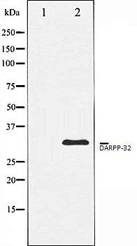 DARPP32 Antibody