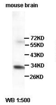 DARPP32 antibody