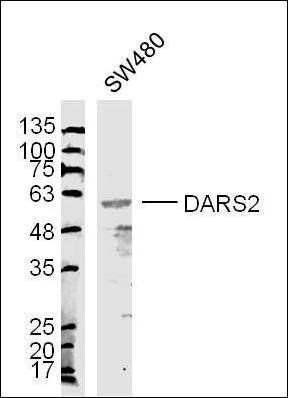 DARS2 antibody