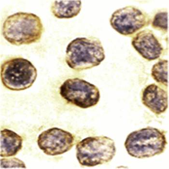 Daxx Antibody