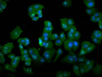 DAZAP2 Antibody