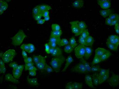 DAZAP2 antibody