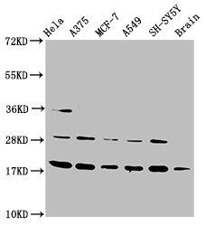 DAZAP2 antibody