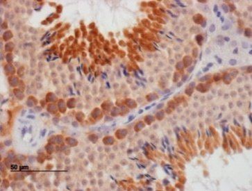 Goat anti-DAZL Antibody