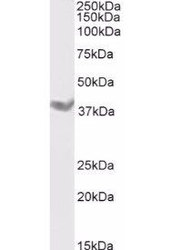 Goat anti-DAZL Antibody