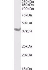 DAZL antibody