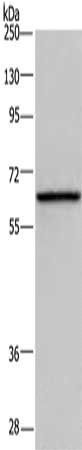 DBH Antibody