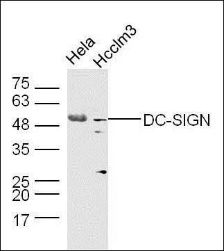 DC-SIGN antibody