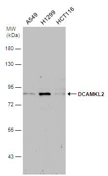 DCAMKL2 antibody