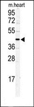 DCC1 antibody