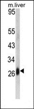 DCL-1 antibody