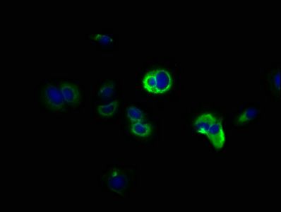 DCLK1 Antibody