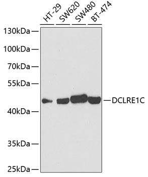 DCLRE1C antibody