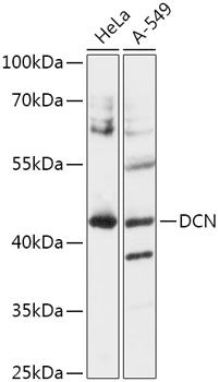 DCN antibody