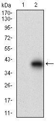 DCN Antibody