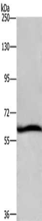 DCP1A antibody