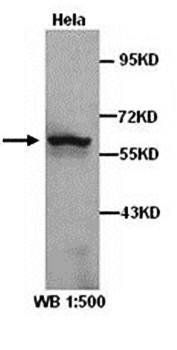 Dcp1a Rabbit Polyclonal Antibody