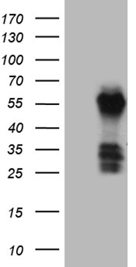 DCP1B Antibody