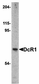 DcR1 Antibody