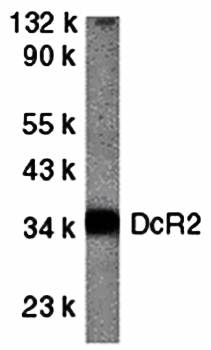 DcR2 Antibody