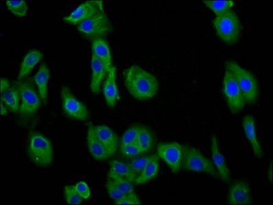 DCSTAMP Antibody
