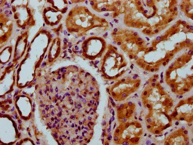 DCSTAMP Antibody