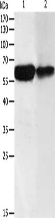 DCT antibody