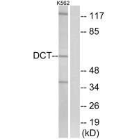 DCT antibody