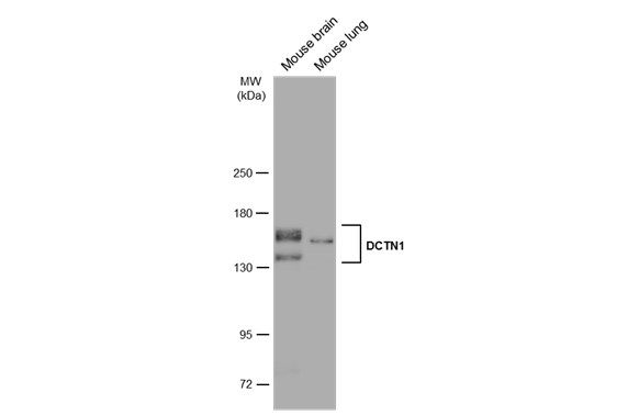 DCTN1 antibody [C3], C-term