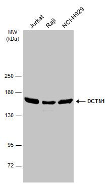 DCTN1 antibody [C3], C-term