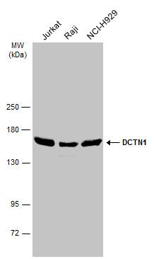 DCTN1 antibody