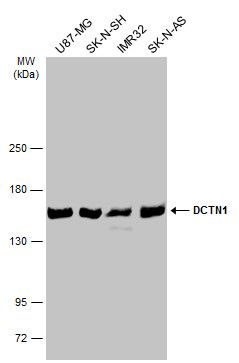 DCTN1 antibody [C3], C-term