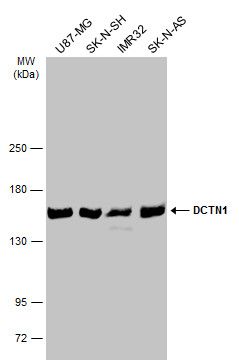 DCTN1 antibody