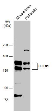 DCTN1 antibody [C3], C-term