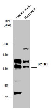 DCTN1 antibody