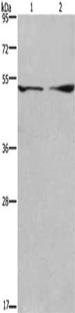 DCTN2 antibody