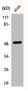 DCTN2 Antibody