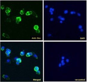 Goat anti-Doublecortin (mouse) Antibody