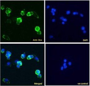 Dcx antibody