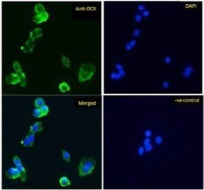 Goat anti-Doublecortin / DCX (aa232-242) Antibody