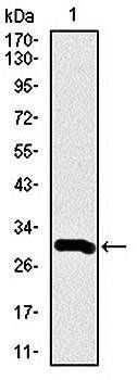 DCX Antibody