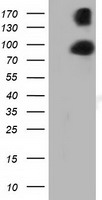 DCXR Antibody