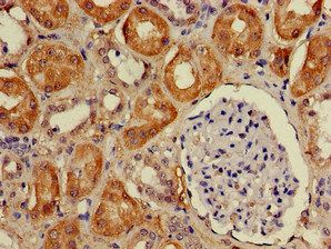 DDA1 Antibody