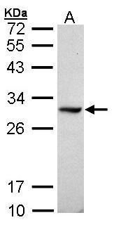 DDAH1 antibody [C2C3], C-term