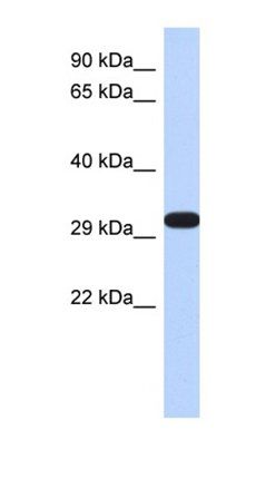DDAH2 antibody