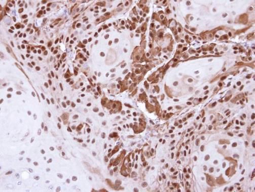 DDB1 antibody